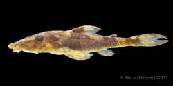 Rhinotocinclus_pilosus_HT_UFRO_27700_lat.jpg