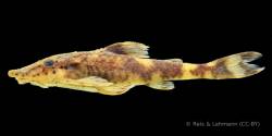 Rhinotocinclus_yaka_HT_MZUSP_123655_lat.jpg