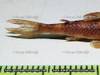 Parotocinclus_eppleyi_10_von_pdv.jpg