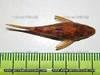 Parotocinclus_eppleyi_11_von_pdv.jpg
