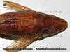 Parotocinclus_eppleyi_12_von_pdv.jpg