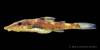 Rhinotocinclus_longirostris_MZUSP_85786_lat.jpg