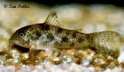 C_difluviatilis.jpg
