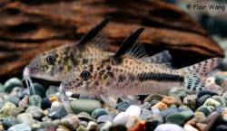 Corydoras_cf_filamentosus_1200.jpg