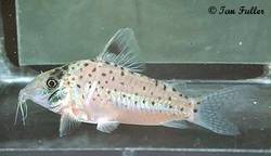 c_orphnopterus.jpg