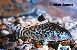 c_reticulatus_AJ_SC.jpg