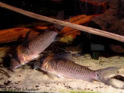 cf_melanistius_tibiti_KS_11700.jpg