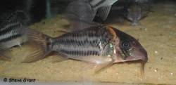 corydoras_ornatus1.jpg