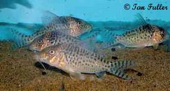corydoras_sp_c117.jpg