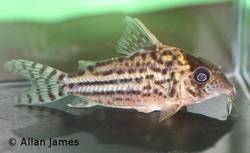 corydoras_sp_c141_AJ_SC.jpg