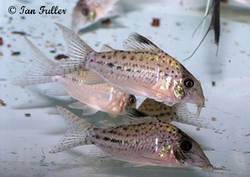 corydoras_sp_cw002.jpg