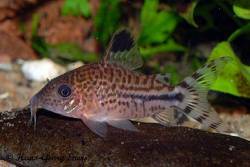corydoras_sp_cw040.jpg