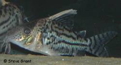 corydoras_sp_cw065.jpg
