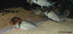 corydoras_sp_cw0721.jpg