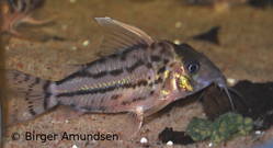 pulcher_12557.jpg