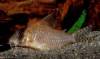Corydoras_approuaguensis.jpg