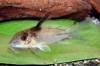 Corydoras_sp_Corantijn_River_Basin_800.jpg