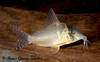 c071_HGE.jpg