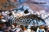 c_reticulatus_AJ_SC.jpg
