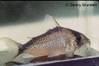 corydoras_c101_DB.jpg
