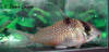corydoras_crimmeni_SG.jpg