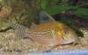 corydoras_sp_c131.jpg
