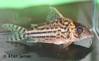corydoras_sp_c141_AJ_SC.jpg