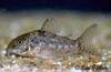 corydoras_sp_c67.jpg