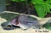 corydoras_sp_cw020.jpg