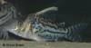 corydoras_sp_cw065.jpg