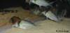 corydoras_sp_cw0721.jpg