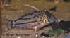 pulcher_12557.jpg
