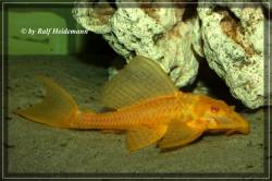 Glyptoperichthys_gibbiceps_albino_Bild_11_800.jpg