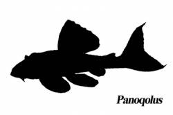 Panoqolus_4006.jpg