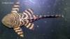 --panaqolus_sp_mazan3_SG.jpg