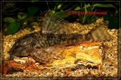 Peckoltia_sp_Rio_Curua_Bilda001_600.jpg
