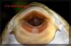 Peckoltia_sp_Rio_Curua_Bilda004_600.jpg