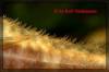 Peckoltia_sp_Rio_Curua_Bilda005_600.jpg