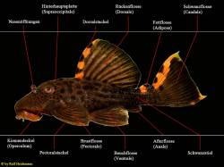 Anatomie_Leporacanthicus_L91_850.jpg