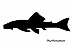 Hopliancistrus_L422.jpg