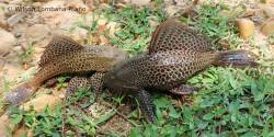Pterygoplichthys_multiradiatus_WLR_1200.jpg