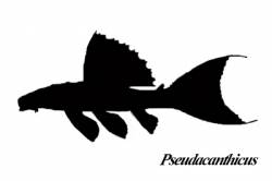 Pseudacanthicus_400.jpg