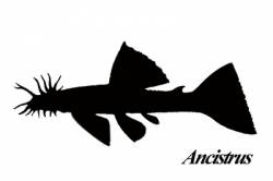 Ancistrus_400.jpg