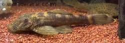 Ancistrus_brevipinnis_live.jpg