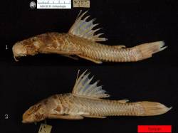 Ancistrus_bufonius_ST_MNHN_2227_lat.jpg