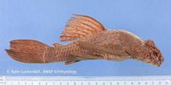 Ancistrus_eustictus_HT_lat_ANSP_71710_1200.jpg