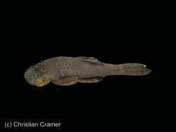 Ancistrus_jataiensis_HT_MCP_35244_c.jpg