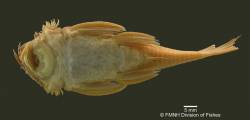 Ancistrus_lithurgicus_HT_FMNH_53091_ven_1200.jpg