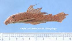 Ancistrus_maracasae_1_Luckenbill_Kyle_ANSP_71723_Holotype_-_C.jpg