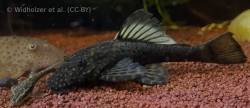 Ancistrus_megacanthus_live.jpg